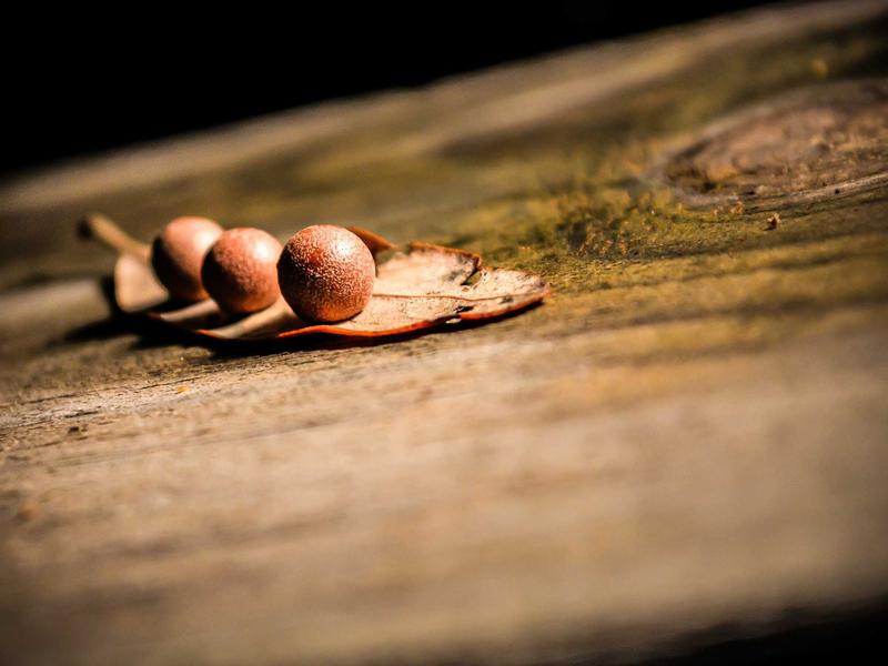 DC全套运营教程<br>注册/养号/建群/机器人/解封一站式
